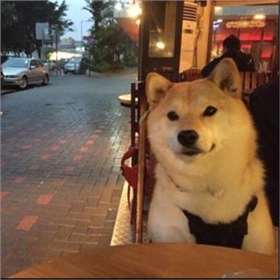 单身狗